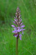 Image of Stately Dactylorhiza