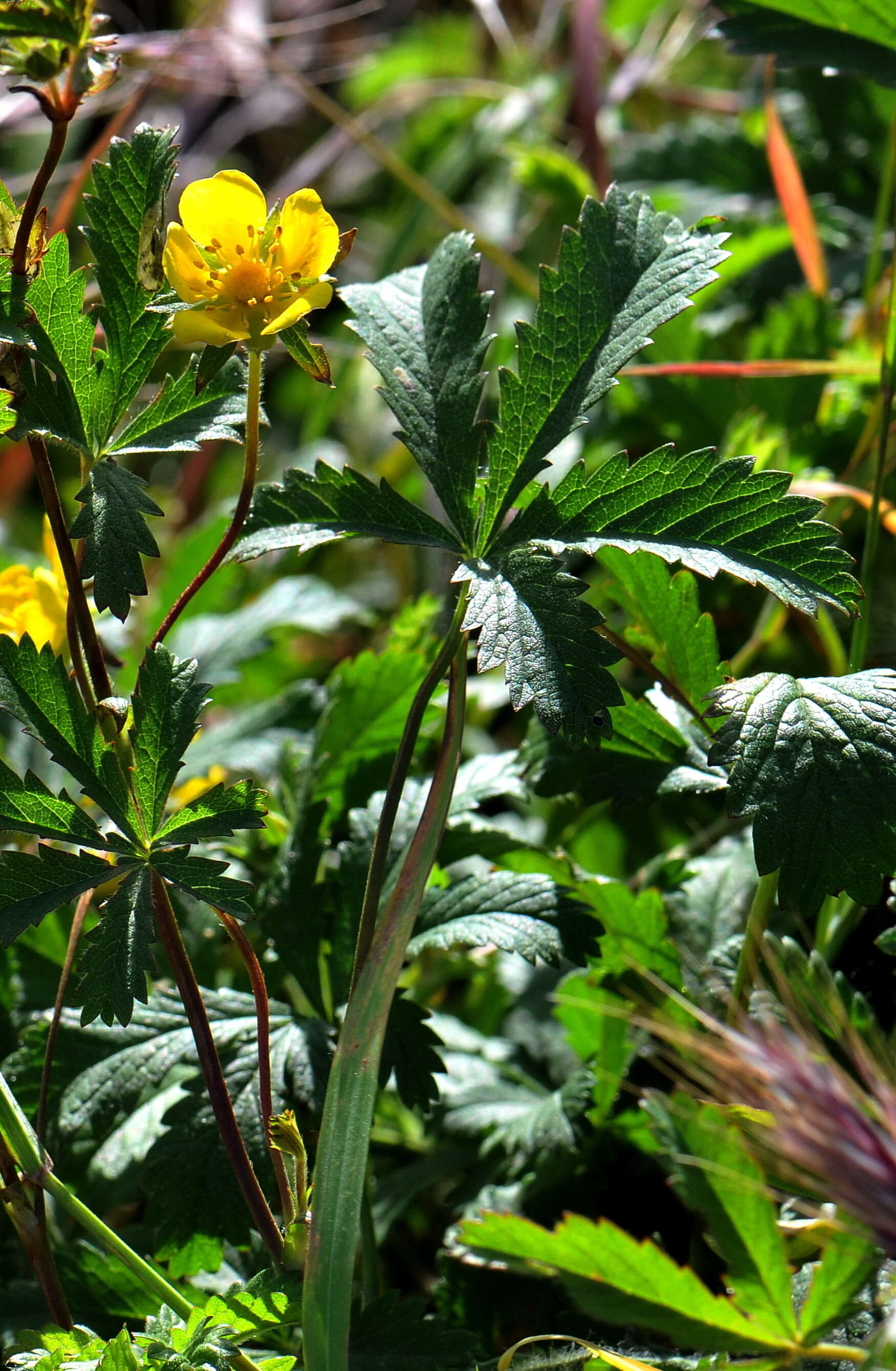 Image of cinquefoil