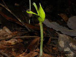 Image of Brazilian firetree