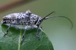 Image of Disterna plumifera (Pascoe 1859)