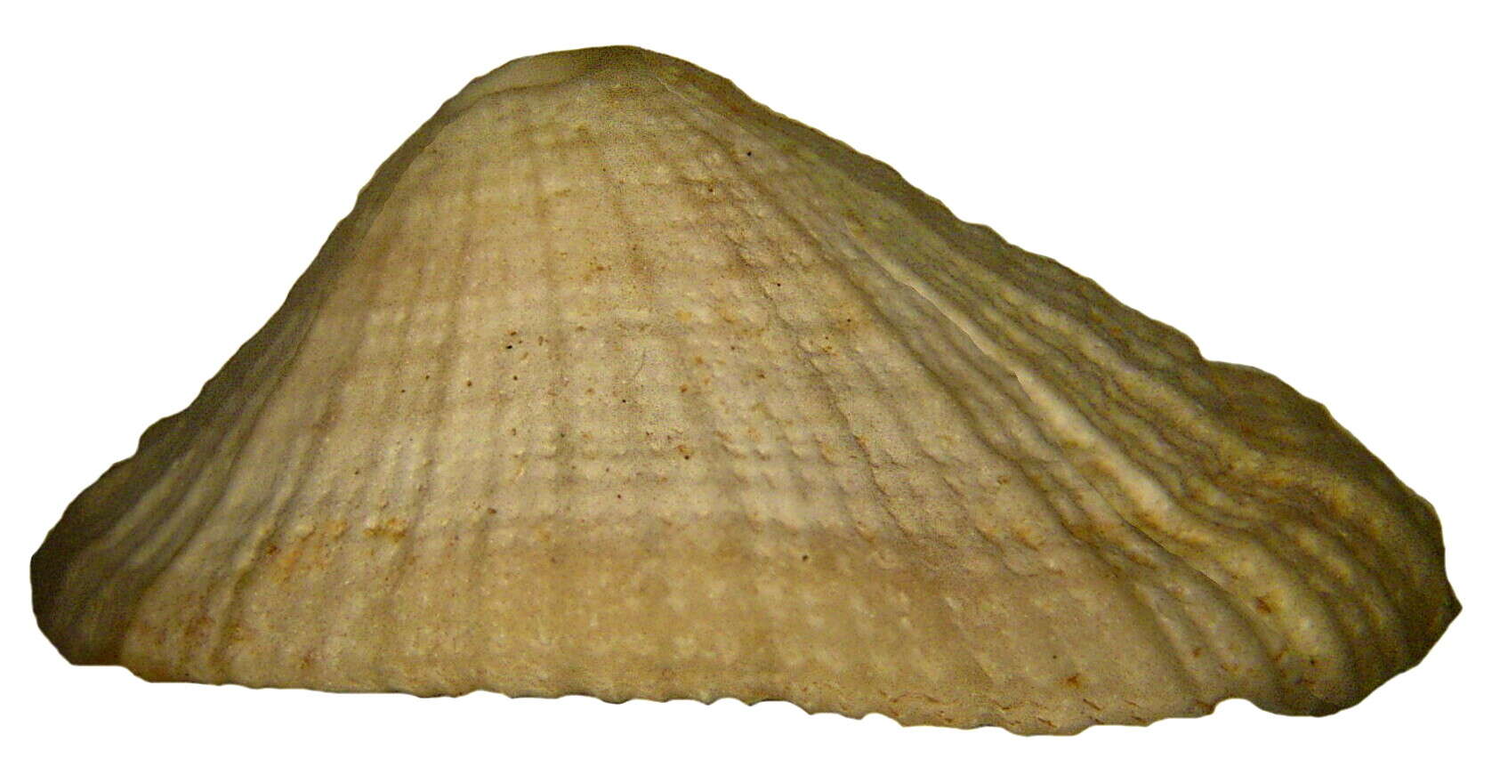 Image of Lucapina suffusa (Reeve 1850)