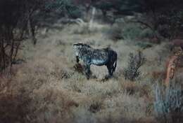 Image of zebra