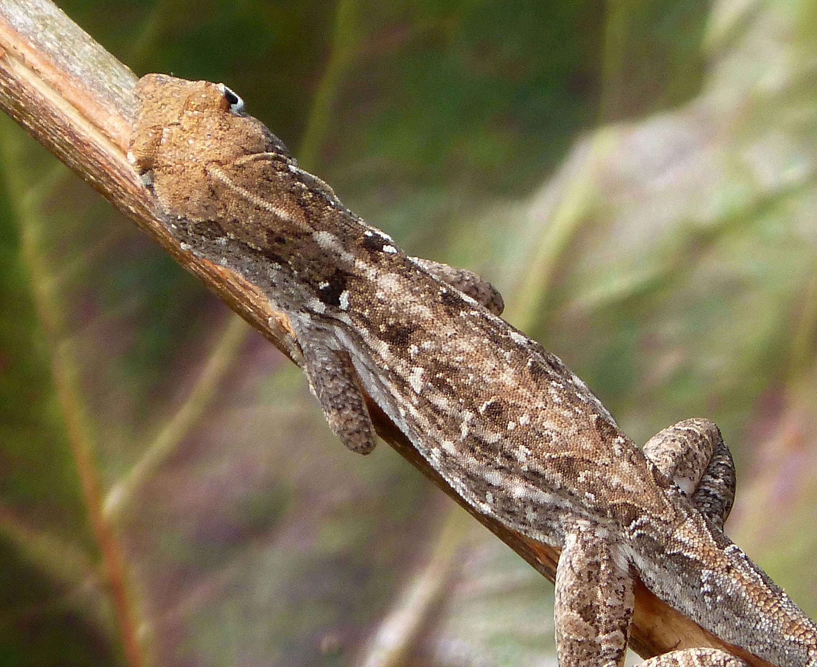 Image of brown anole