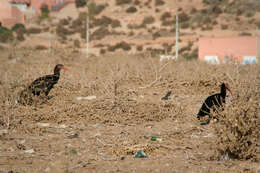 Image of Bald Ibis