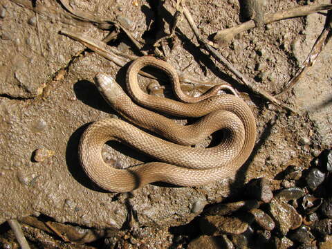 Image of Crayfish Snake