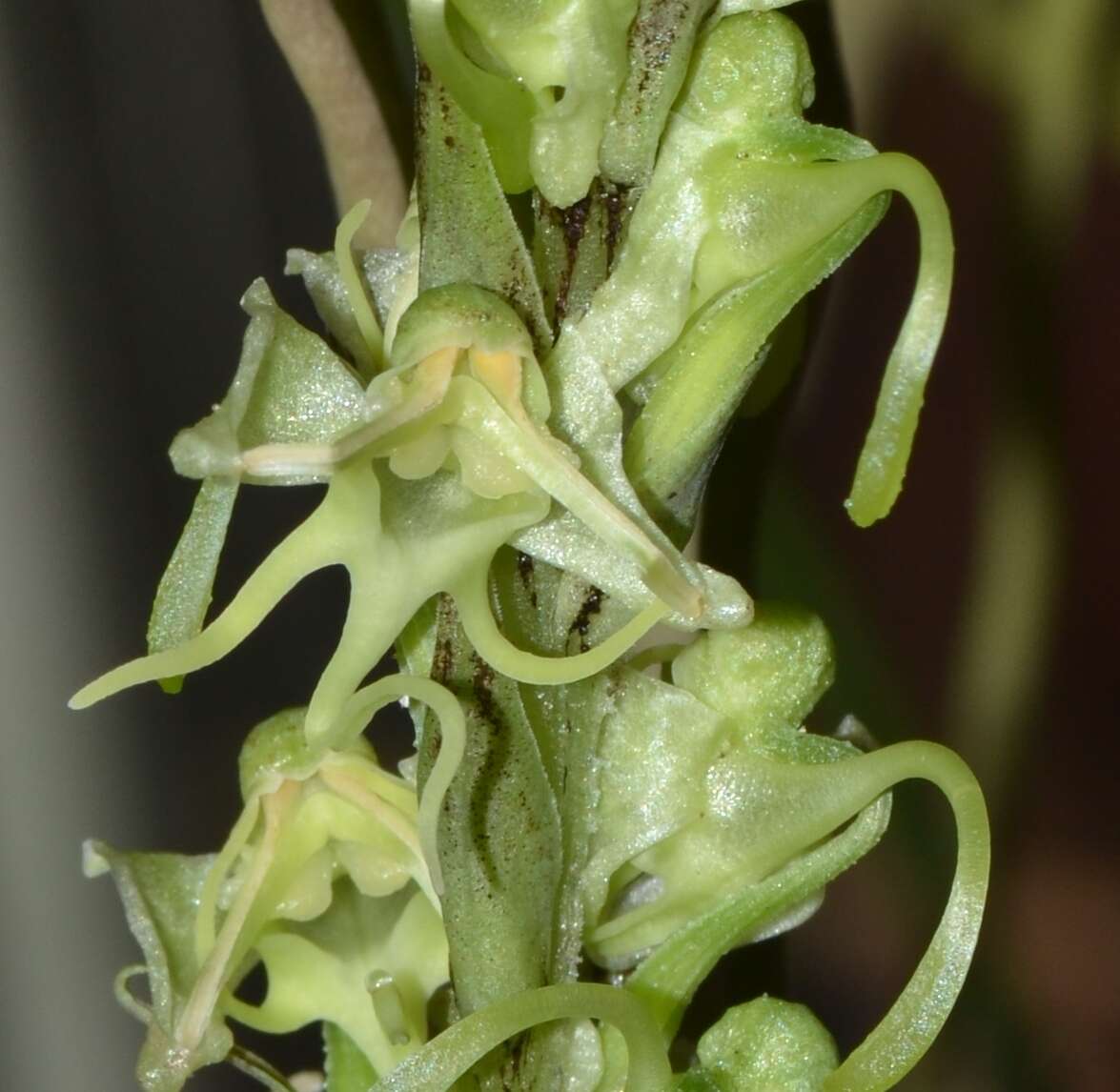 Image of Habenaria kingii Hook. fil.