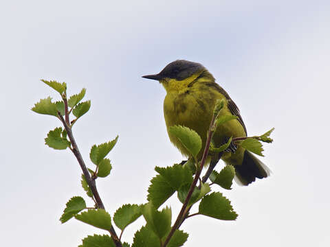 Image of Motacilla flava thunbergi Billberg 1828