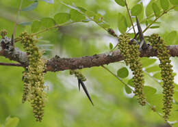 Слика од Gleditsia