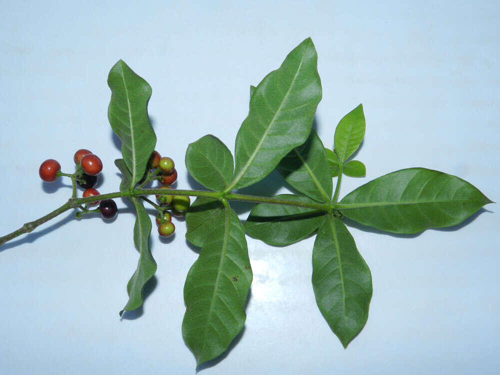 Image of devil's-pepper