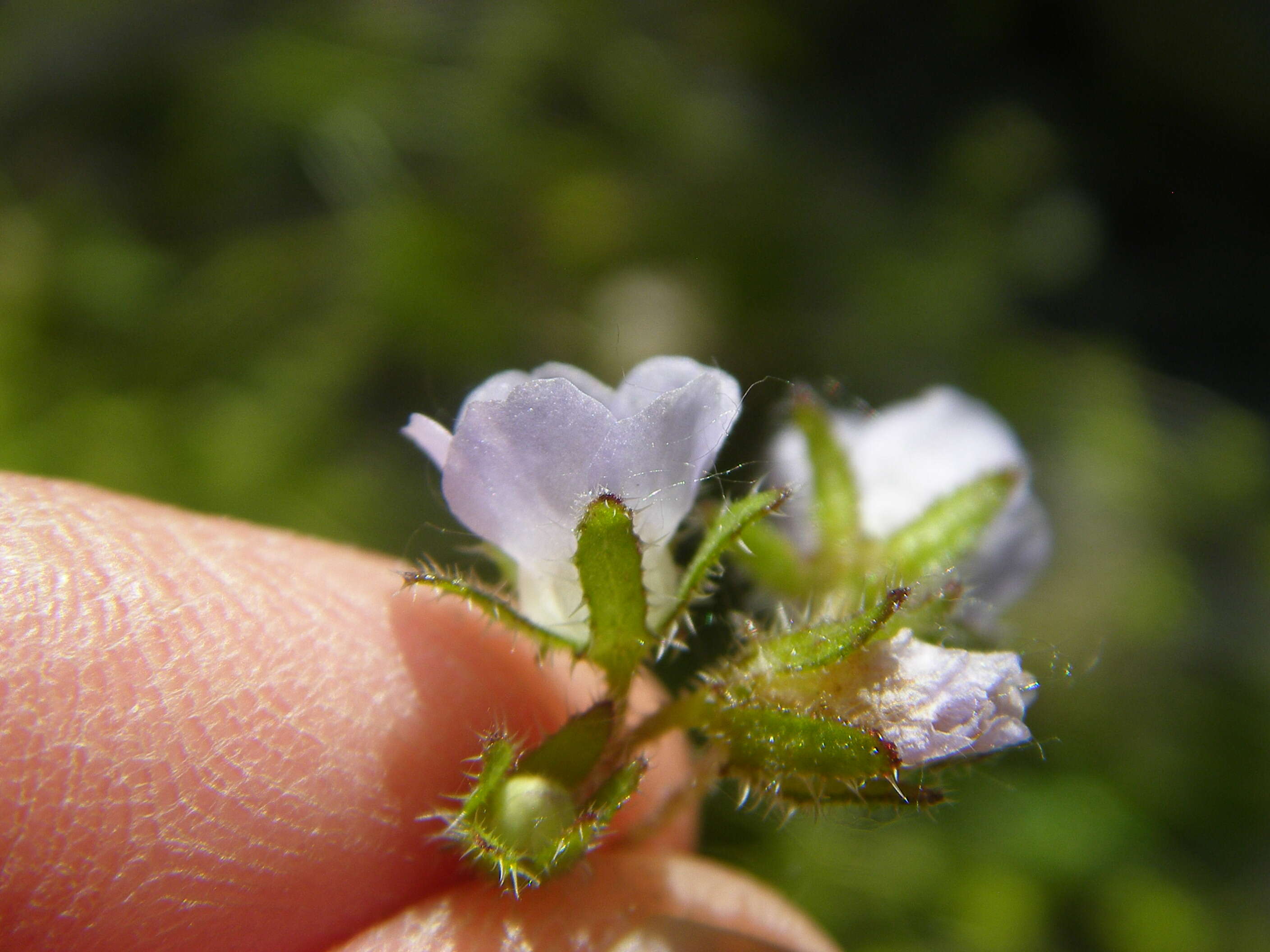 Pholistoma membranaceum (Benth.) Constance resmi