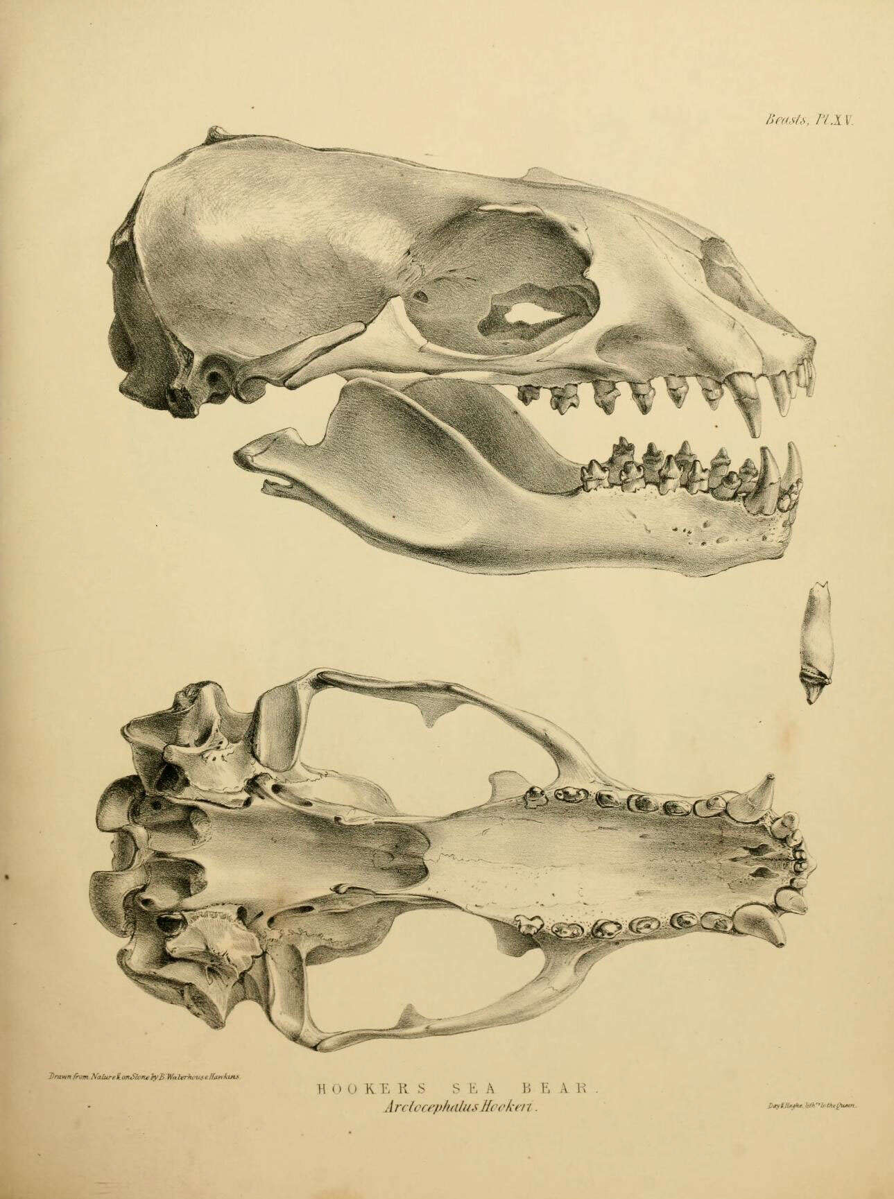 Image de Phocarctos Peters 1866