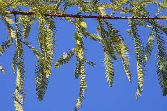 Image of bald cypress