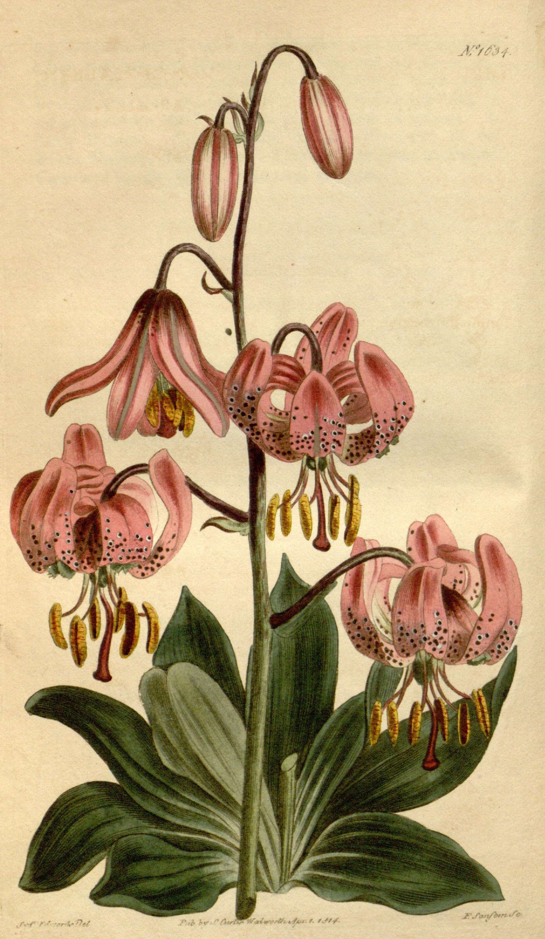 Image of lily