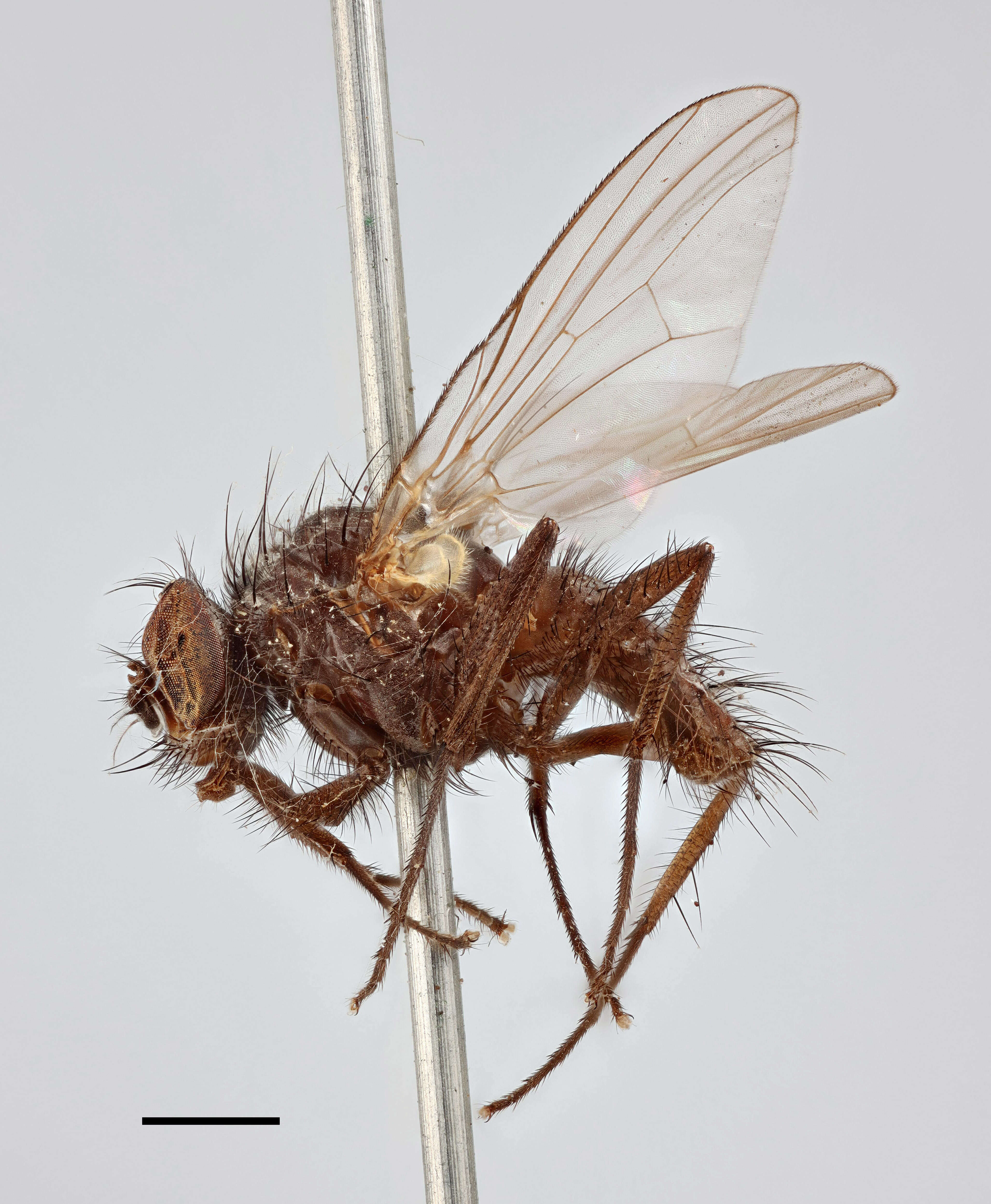 Sivun Thricops cunctans (Meigen 1826) kuva