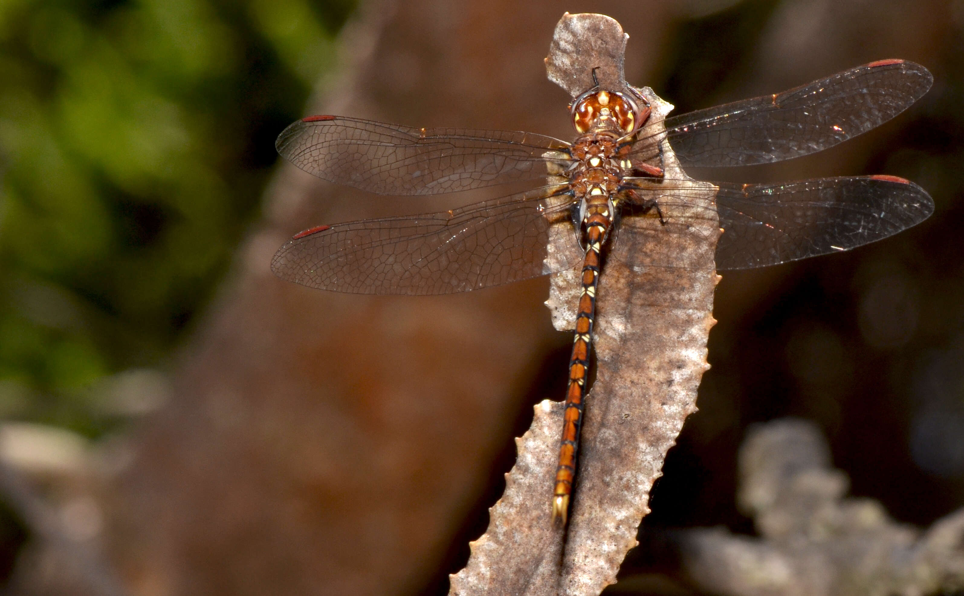 Image of Archaeosynthemis Carle 1995