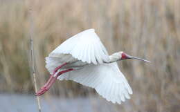 Image of Platalea Linnaeus 1758