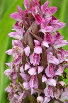 Dactylorhiza incarnata (L.) Soó resmi