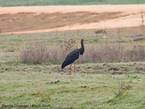 Image of Black Stork