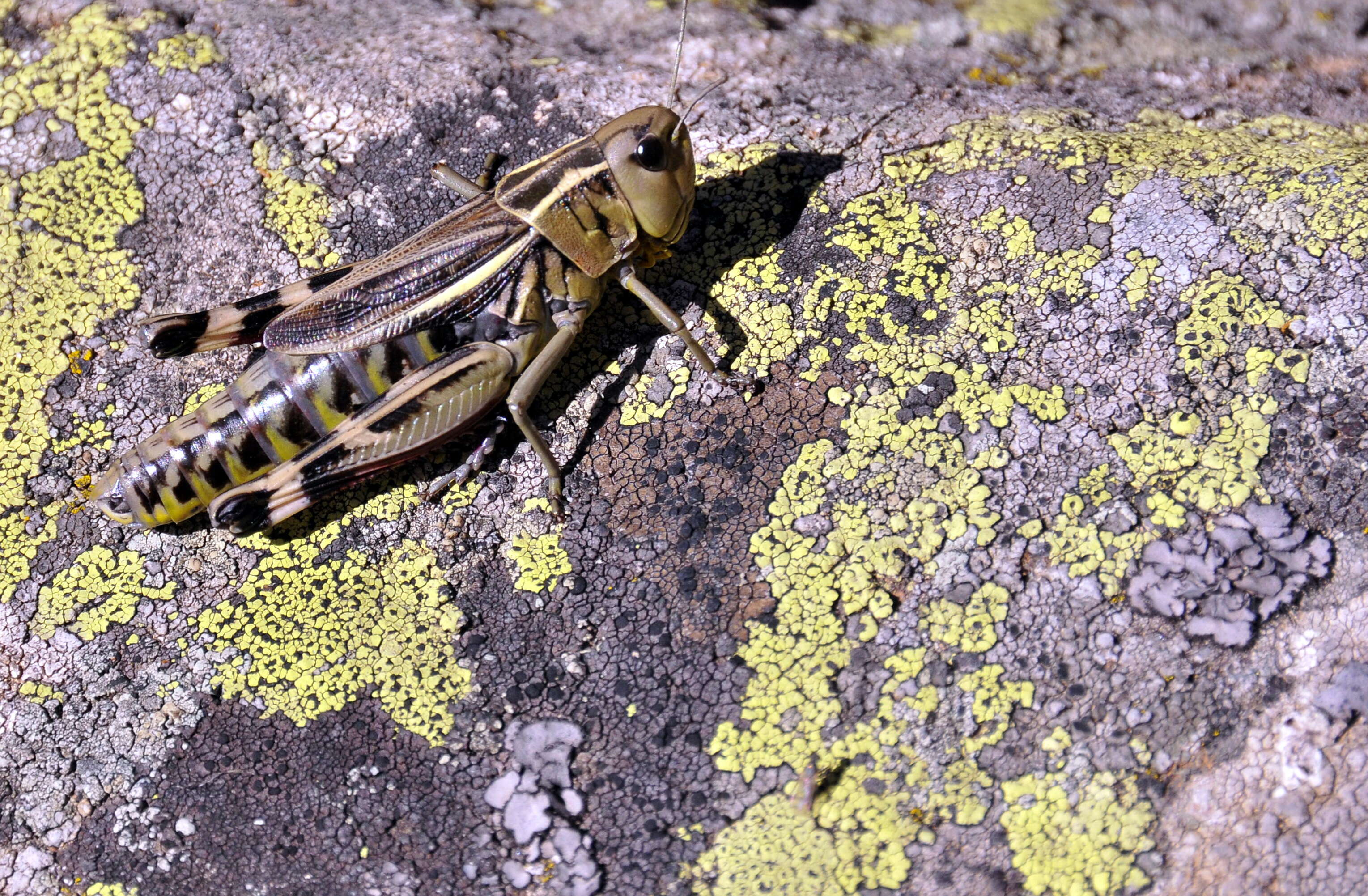 Image of Arcyptera (Arcyptera) fusca (Pallas 1773)