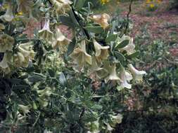 Image of desert-thorn