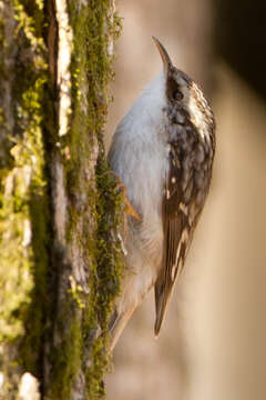 Image of American Tree-Creeper