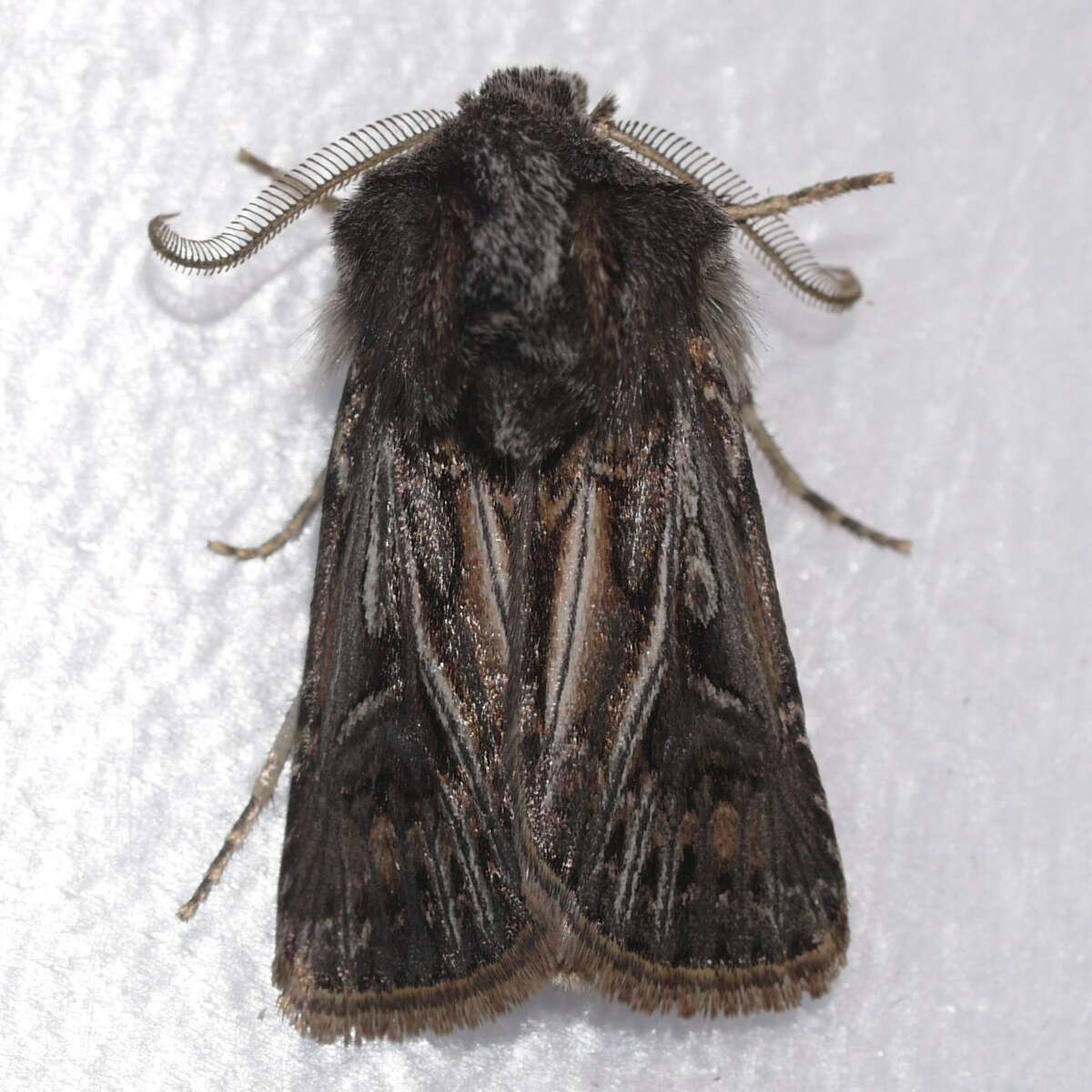 Image of Agrotis