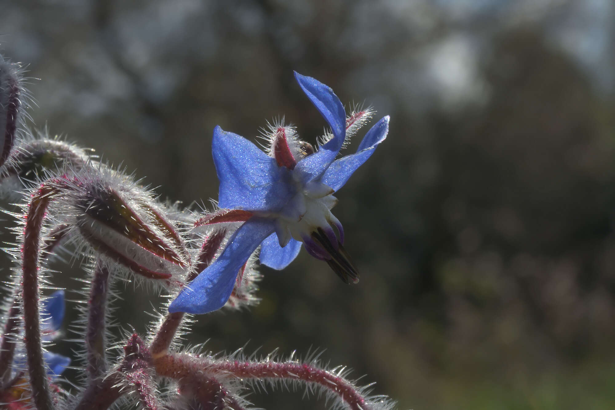 Image of borage