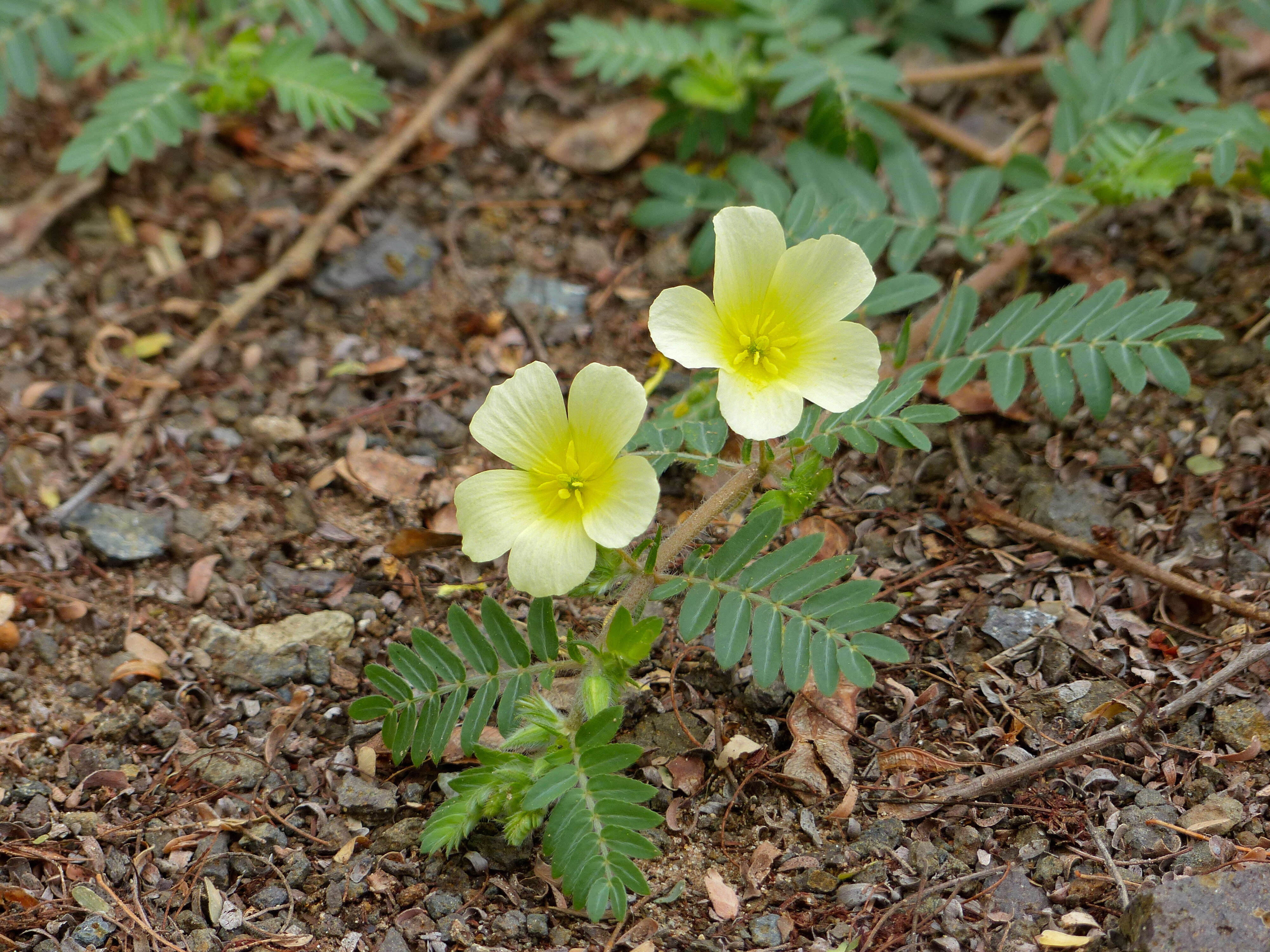 Image de Tribulus