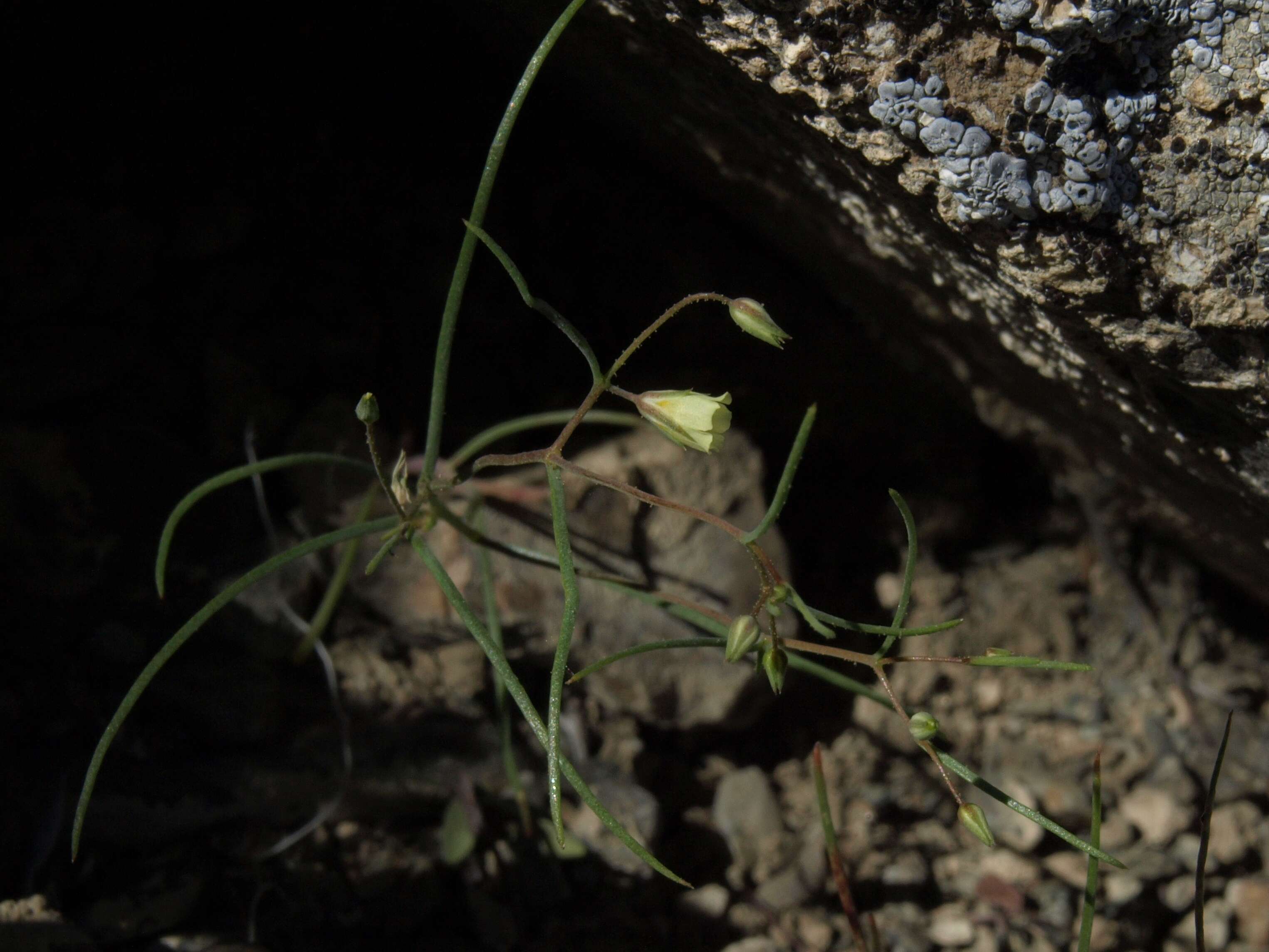 Image de Linanthus filiformis (Parry ex A. Gray) J. M. Porter & L. A. Johnson