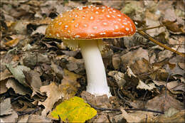 Image of Amanita