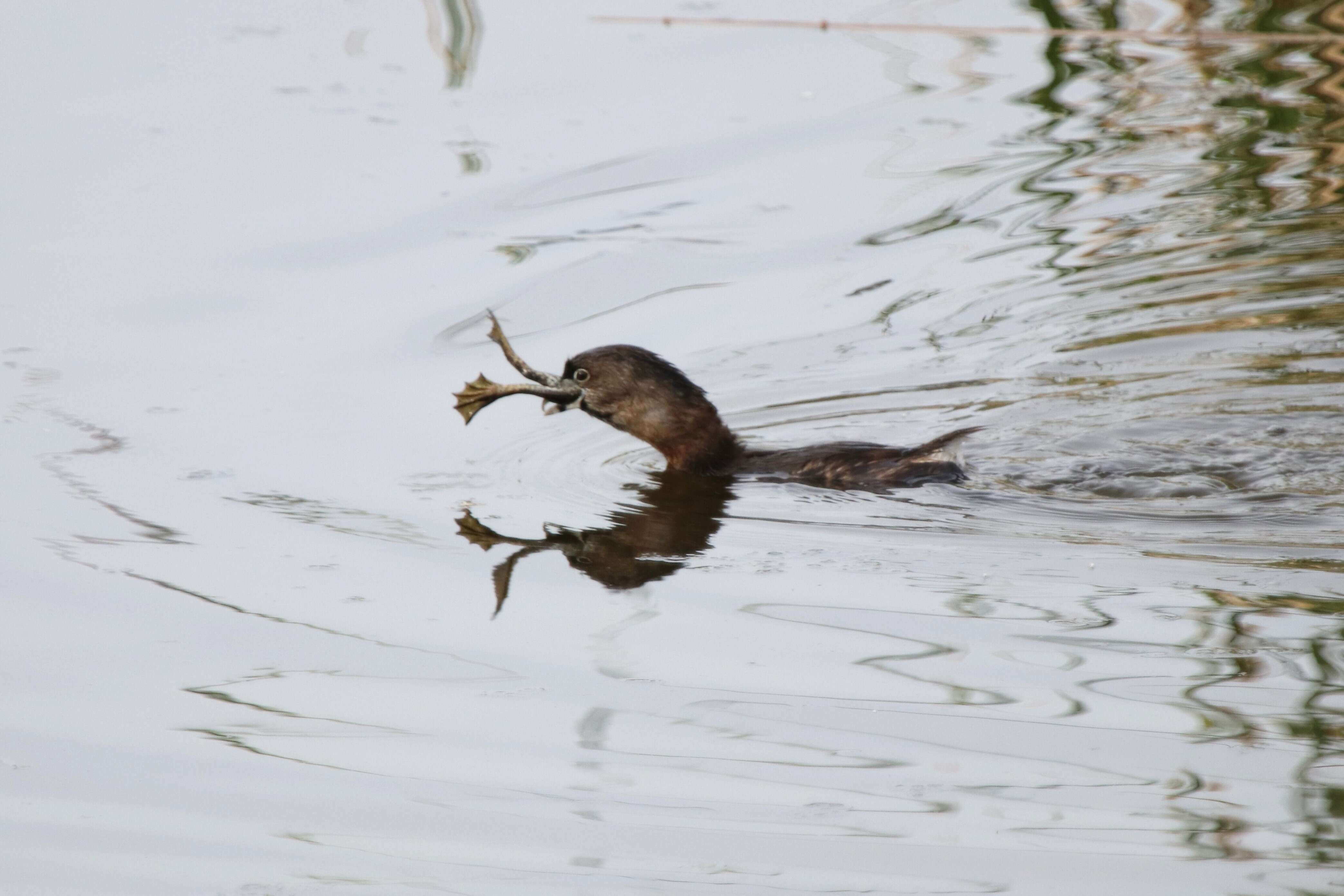 Image of Pied-billed Grebe