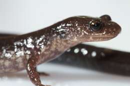 Plethodon cinereus (Green 1818) resmi