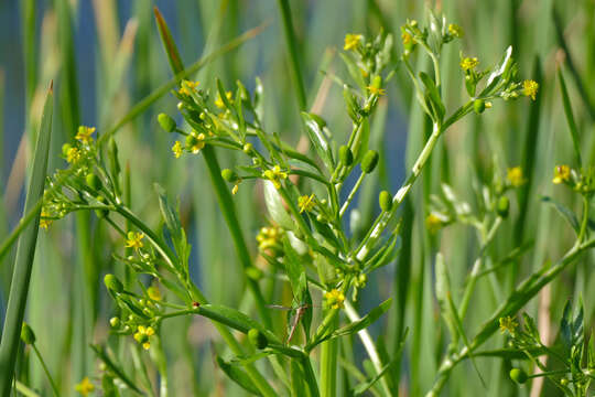 Image of cursed buttercup