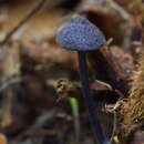 Plancia ëd Entoloma percoelestinum O. V. Morozova, Noordel., Vila & Bulyonkova 2014