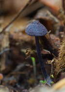 Plancia ëd Entoloma percoelestinum O. V. Morozova, Noordel., Vila & Bulyonkova 2014