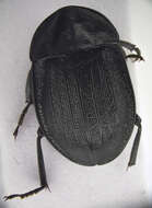 Image of Silpha (Phosphuga) atrata Linnaeus 1758