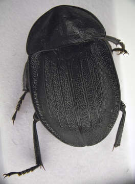 Image of Silpha (Phosphuga) atrata Linnaeus 1758