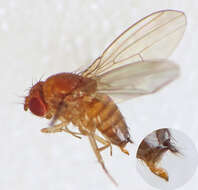 Image of fruit fly