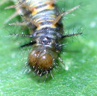 Image of Acraea orestia Hewitson 1874