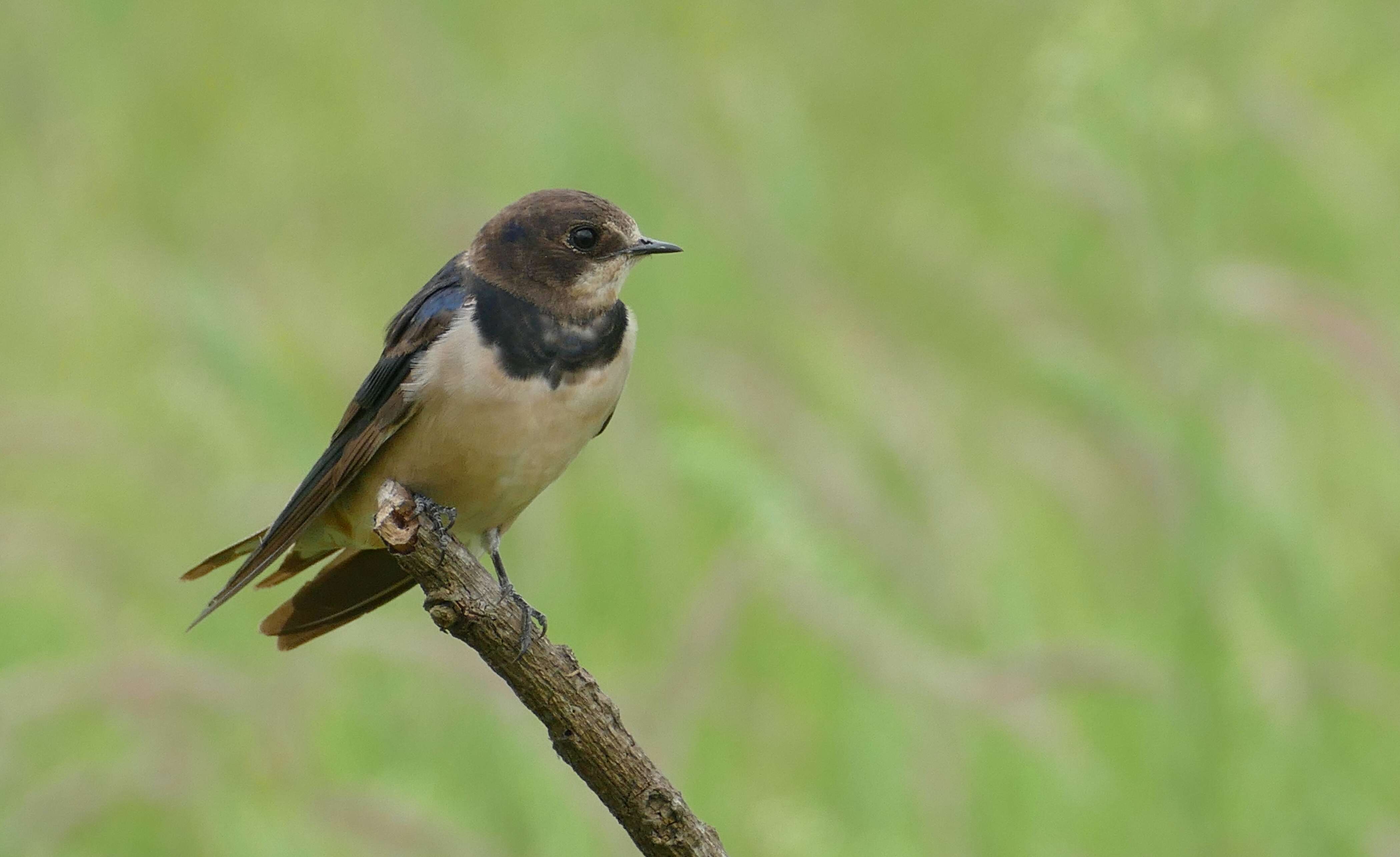 Image of White-throated Swallow