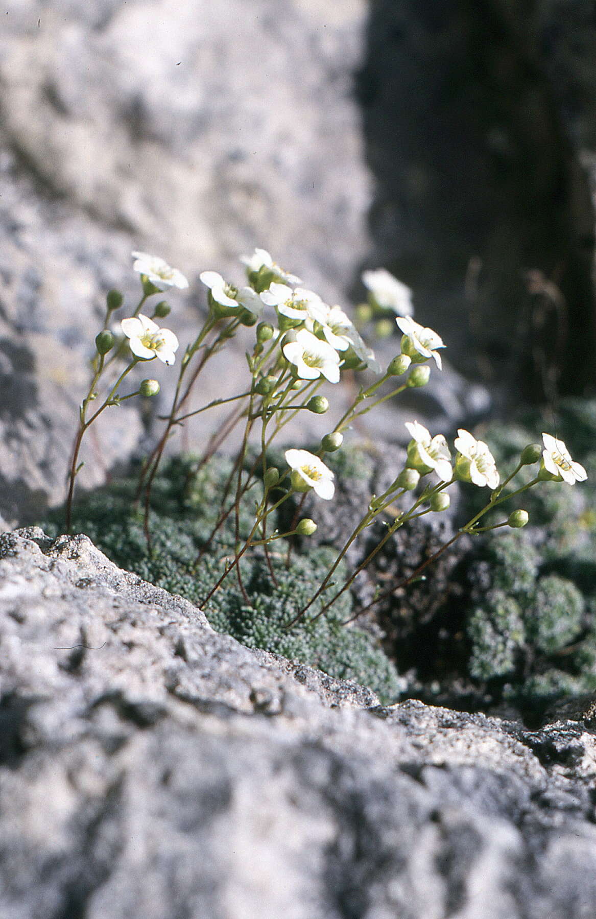 Sivun Saxifraga caesia L. kuva