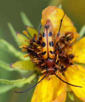 Image of Six-spotted Flower Strangalia