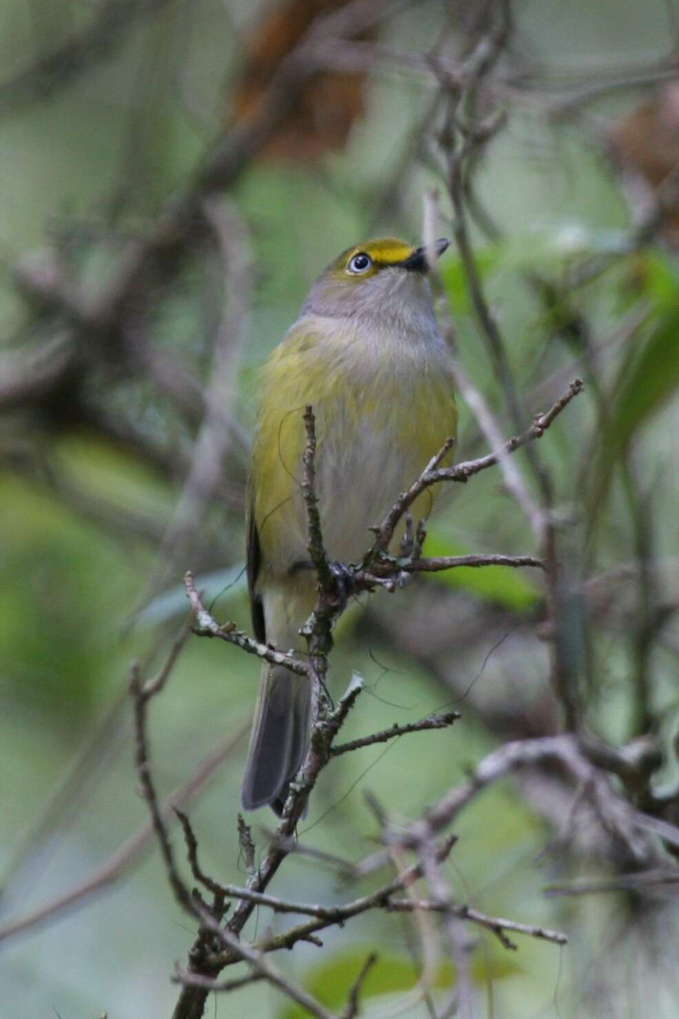 Image of White-eyed Vireo