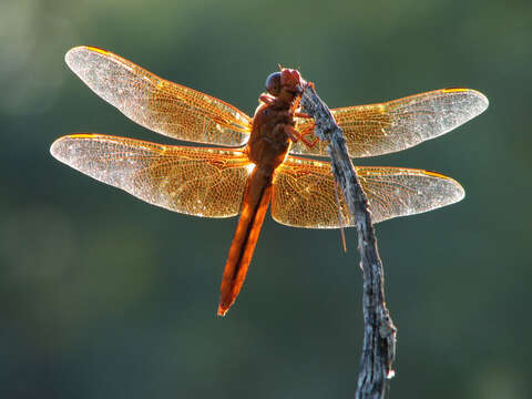 Image of Flame Skimmer