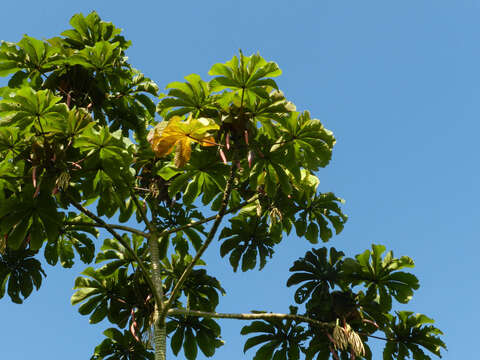 Image of trumpet tree