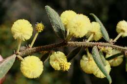 Image of Acacia aspera Lindl.