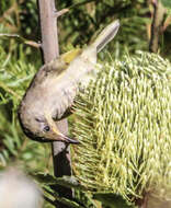 Image of Brown Honeyeater