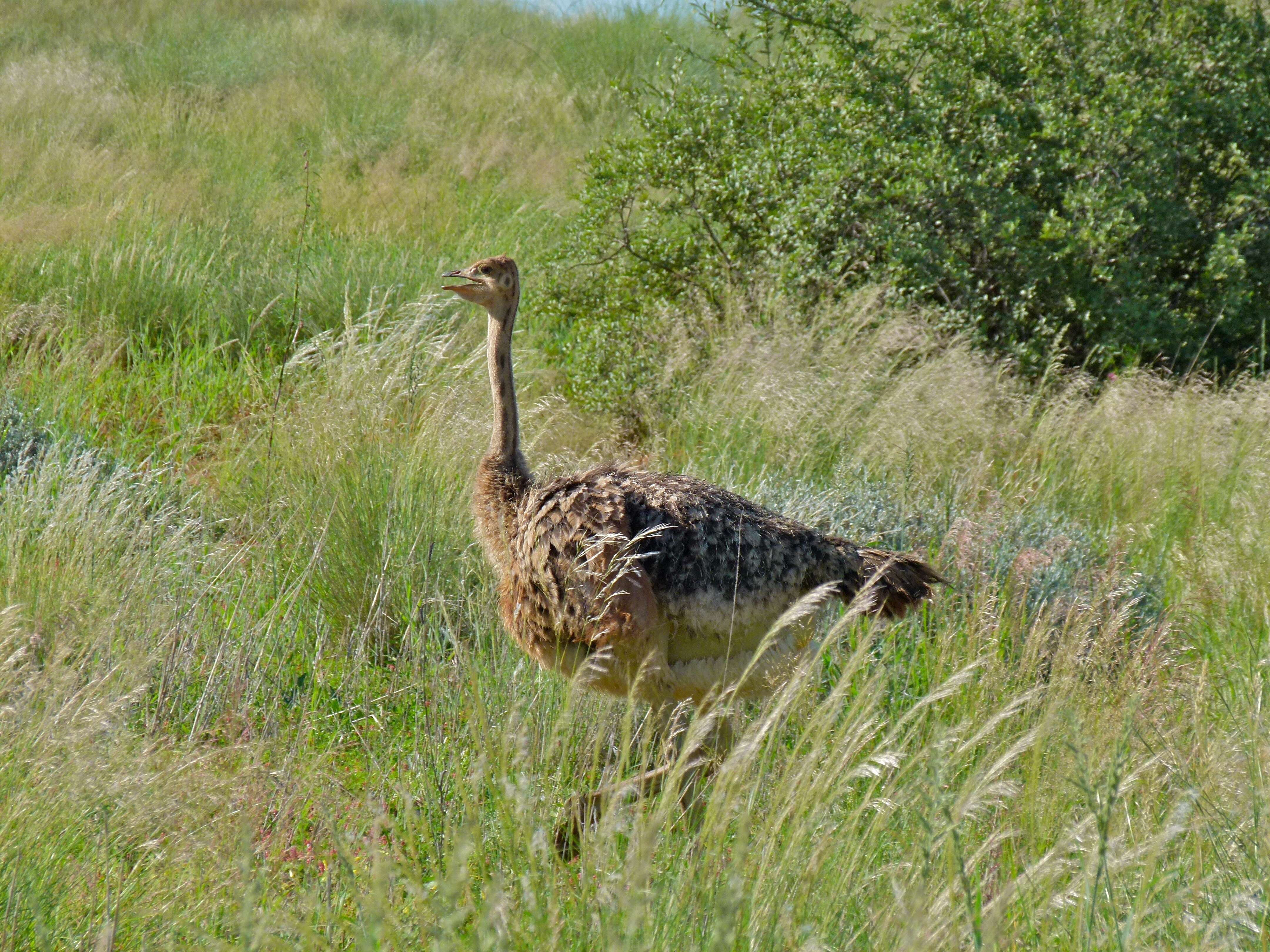 Image of Struthioniformes