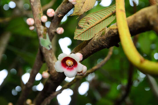 Image of Saurauia armata Kurz