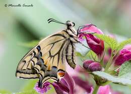 Image of Papilio